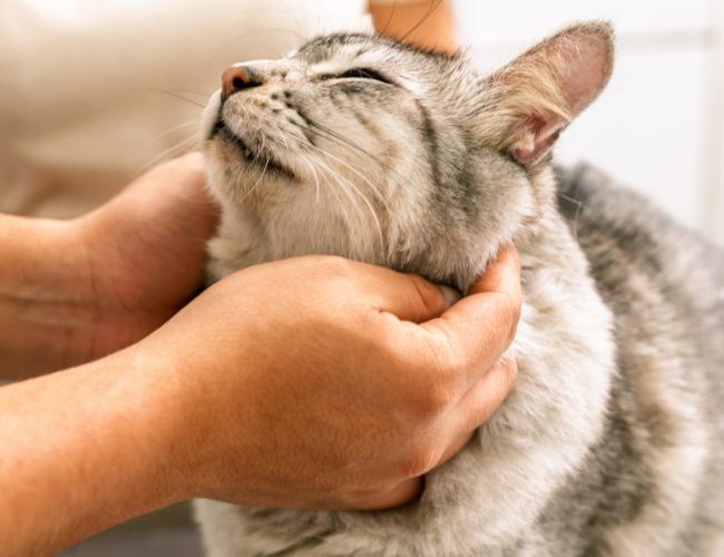 Imagen tratamiento Productos y asesoramiento en veterinaria